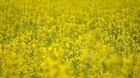 唯美金色浪漫油菜花海摄影图片